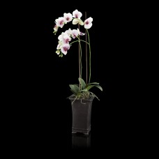 Искусственные цветы Abhika Orchid