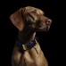 Ошейник Buster and Punch Dog Collar Brass