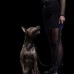 Ошейник Buster and Punch Dog Collar Brass