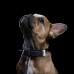Ошейник Buster and Punch Dog Collar Steel