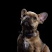 Ошейник Buster and Punch Dog Collar Steel