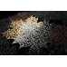 Люстра Delight Collection Maple silver