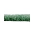 Газон искусственный, ворс 10 мм, 2 × 25 м, зелёный, Greengo