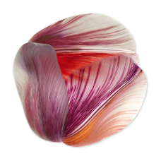 Ковер Moooi Tulip Mania Red Shell