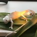 Настенный светильник Seletti Chameleon Going Down USB