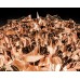 Настенный/Потолочный светильник Slamp Veli Large Copper