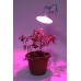 Фитолампа для растений светодиодная ЭРА E27 10W 1310K FITO-10W-RB-E27-K Б0039069