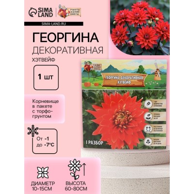 Георгина Декоративная 